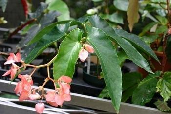 B. ‘Hatsuhime’